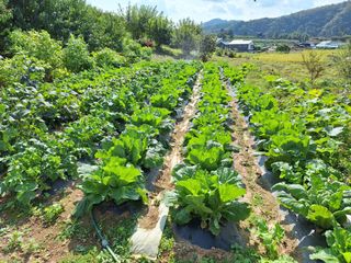 정희군님의 배추 · 영농일지 작성글 사진