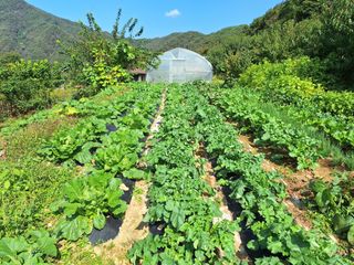 정희군님의 배추 · 영농일지 작성글 사진