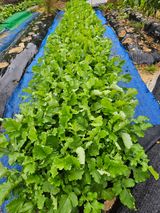 팜모닝 배추·영농일지 게시글 이미지