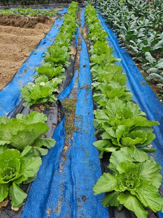 서화복님의 배추 · 영농일지 작성글 사진