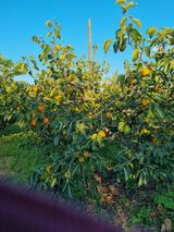 팜모닝 감·영농일지 게시글 이미지