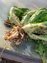 팜모닝 배추·병해충상담 게시글 이미지