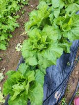 팜모닝 배추·영농일지 게시글 이미지