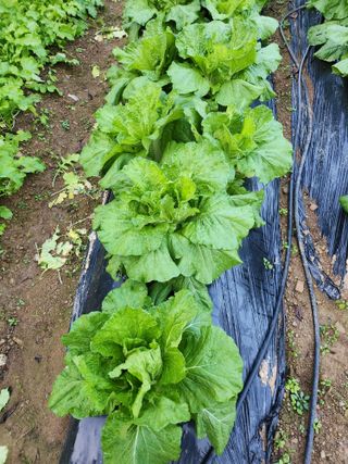 박선하님의 배추 · 영농일지 작성글 사진