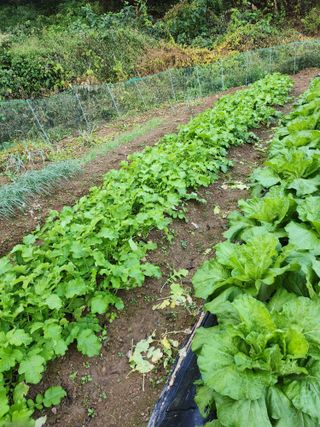 박선하님의 배추 · 영농일지 작성글 사진