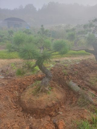 작은소나무님의 자유주제 · 자유게시판 작성글 사진