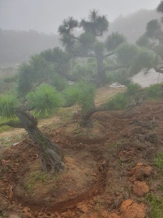 작은소나무님의 자유주제 · 자유게시판 작성글 사진