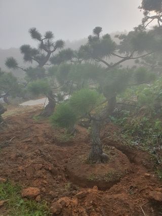 작은소나무님의 자유주제 · 자유게시판 작성글 사진