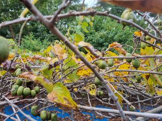 팜모닝회원 정정섭 님의 자유주제 · 자유게시판 작성글 사진