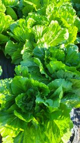 팜모닝 배추·영농일지 게시글 이미지