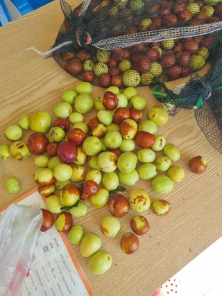 이대팔님의 복숭아 · 영농일지 작성글 사진