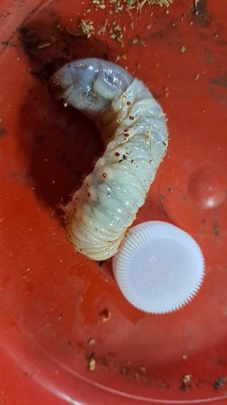 나도농부님의 버섯 · 영농일지 작성글 사진