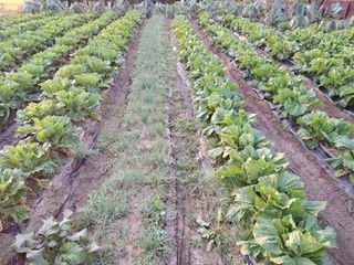 정호성님의 배추 · 영농일지 작성글 사진