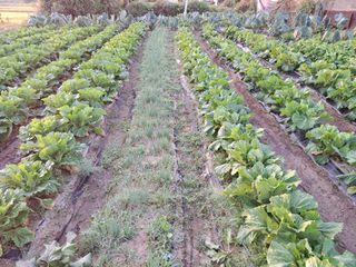 정호성님의 배추 · 영농일지 작성글 사진