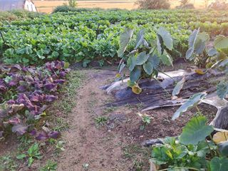 정호성님의 배추 · 영농일지 작성글 사진