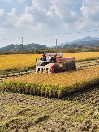 곰새끼님의 벼 · 영농일지 작성글 사진
