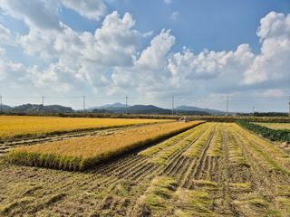 곰새끼님의 벼 · 영농일지 작성글 사진