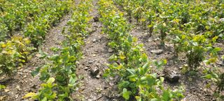 김창렬님의 [팜춘문예] 짧은 시 쓰기| 2024 · 참여글 작성글 사진