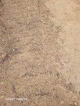 팜모닝 마늘·영농일지 게시글 이미지