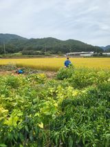 팜모닝 들깨·영농일지 게시글 이미지