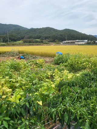 강정아님의 들깨 · 영농일지 작성글 사진