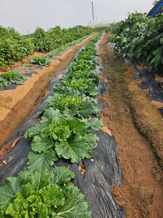 조순범님의 자유주제 · 자유게시판 작성글 사진