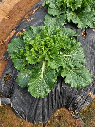 조순범님의 자유주제 · 자유게시판 작성글 사진