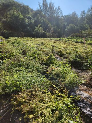 김봉수님의 들깨 · 영농일지 작성글 사진