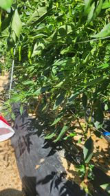 팜모닝 고추·영농일지 게시글 이미지