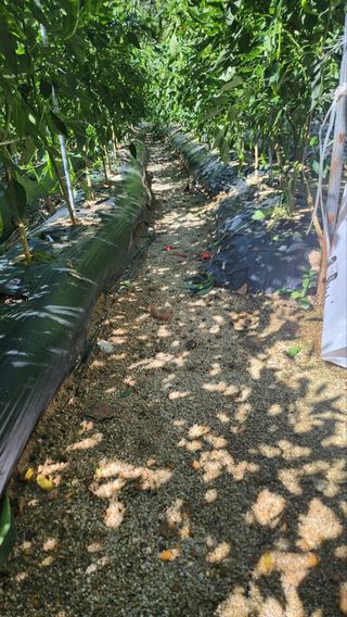 복숭아5808님의 고추 · 영농일지 작성글 사진