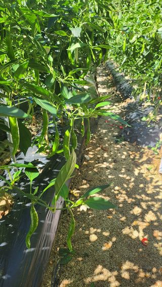 복숭아5808님의 고추 · 영농일지 작성글 사진