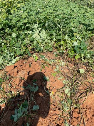 희아산매실님의 자유주제 · 자유게시판 작성글 사진