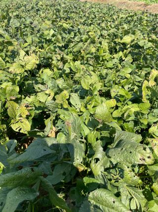 희아산매실님의 자유주제 · 자유게시판 작성글 사진