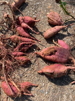 희아산매실님의 자유주제 · 자유게시판 작성글 사진