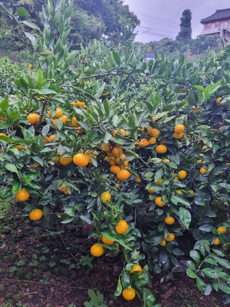 부금리(금강농원)님의 장터 판매 상품 [노지극조생귤 혼합과5키로] 첨부 사진