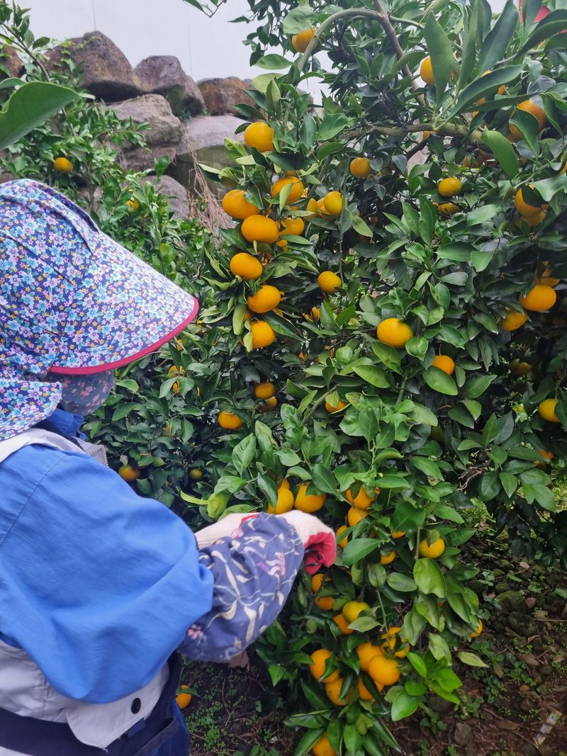 부금리(금강농원)님의 장터 판매 상품 [노지극조생귤 혼합과5키로] 첨부 사진