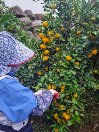 부금리(금강농원)님의 작성글 사진