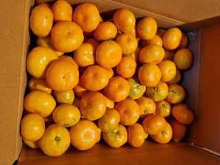 부금리(금강농원)님의 작성글 사진