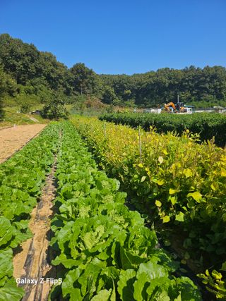 최경림님의 들깨 · 영농일지 작성글 사진