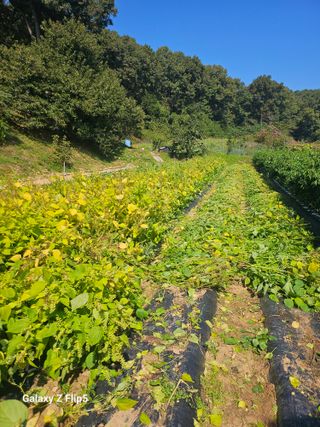 최경림님의 들깨 · 영농일지 작성글 사진