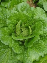 안비님의 배추·결구기 농작업 작성글 사진