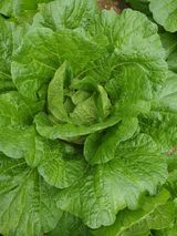 안비님의 배추·결구기 농작업 작성글 사진