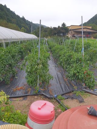 안비님의 배추 · 결구기 농작업 작성글 사진