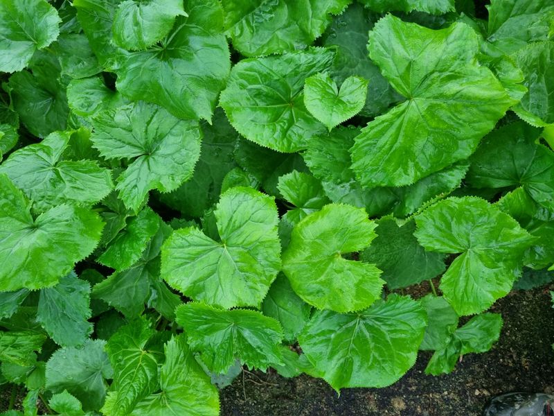 최종범님의 장터 판매 상품 [곤달비가 더위가 좀 누그러지니 자라기 시작합니다] 첨부 사진