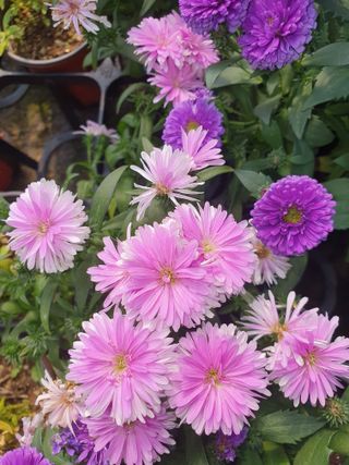 안비님의 자유주제 · 사진전 작성글 사진