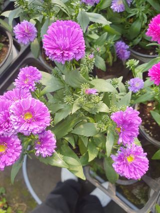 안비님의 자유주제 · 사진전 작성글 사진