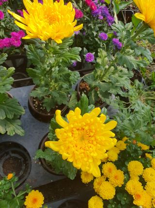 안비님의 자유주제 · 사진전 작성글 사진