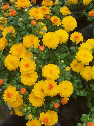 안비님의 자유주제 · 사진전 작성글 사진