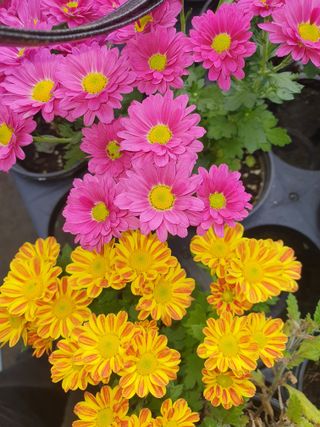 안비님의 자유주제 · 사진전 작성글 사진