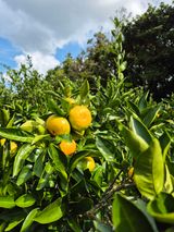 팜모닝 자유주제·자유게시판 게시글 이미지